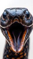A black snake with its mouth open and its mouth open photo