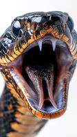 A black and orange snake with its mouth open photo