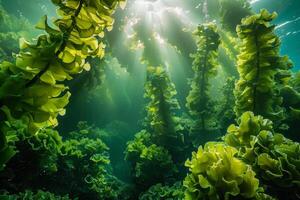 Sunlight filtering through lush kelp forest creating underwater paradise photo
