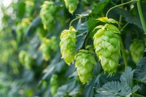 Fresh hops growing on vine in sunny hop field for beer production photo