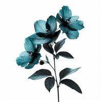 Blooming turquoise flowers with dark green leaves on white background photo