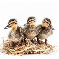 Three cute ducklings standing in nest on white background photo