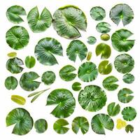 Collection of water lily pads with dew drops on white background photo