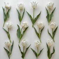 Twelve white tulips arranged on white background creating floral pattern photo