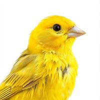 Saffron finch bird posing on white background photo