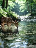 Fawn drinking from a pristine forest stream photo
