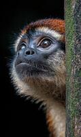 Curious monkey peeking from behind a tree photo