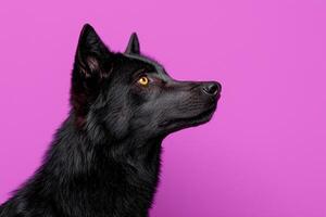 Profile of a black wolfdog looking up against a purple background photo