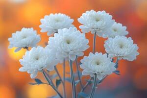Elegant White Chrysanthemums Against a Warm Autumn Bokeh Background for Floral-Themed Designs photo