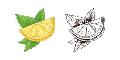 Lemon Sketch with Hand-Drawn Detailing, Leaves, and Slice vector