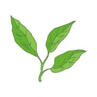 Sketch of lemon leaves. Great for poster, menu or label. vector