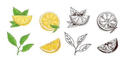 Hand Drawn Lemon Sketch with Leaves, Slice, and Half vector