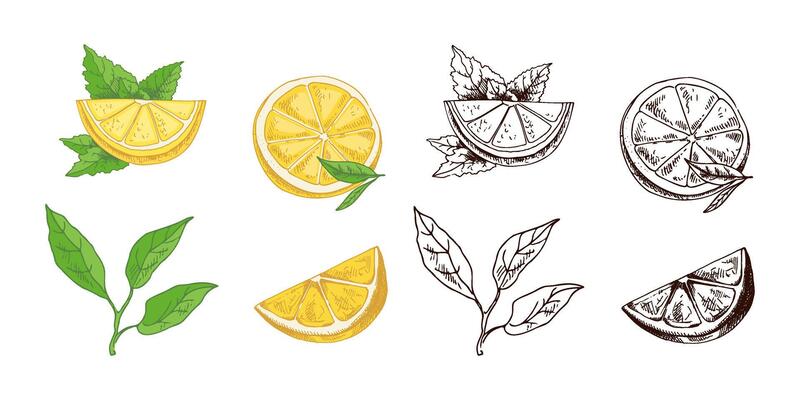 Hand Drawn Lemon Sketch with Leaves, Slice, and Half