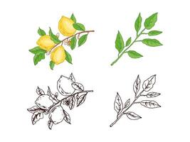 Hand-Drawn Lemon with Slices and Half Surrounded by Leaves vector