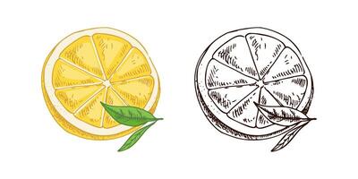 Hand-Penciled Lemon Sketch with Fresh Leaves, Slice, and Half vector