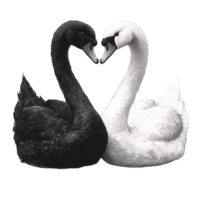 Realistic black and white swans in an embrace, each feather meticulously drawn, creating a harmonious black-and-white contrast png