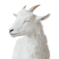 a white goat with horns on a transparent background png