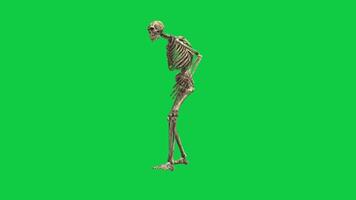 Skeleton walking side view loop 3d render animation isolated on green screen background video