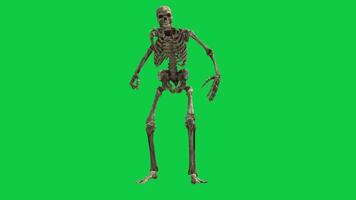 Skeleton walking front side view 3d animation loop isolated on green screen background video