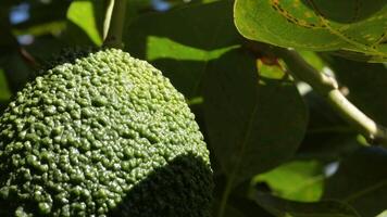 Skin of natural hass avocado hanging in a avocado tree a sunny day video