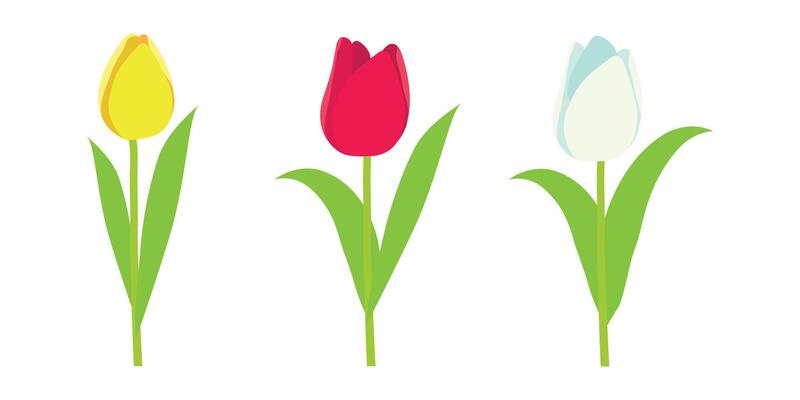 Set of different colorful tulips. Spring cute flowers