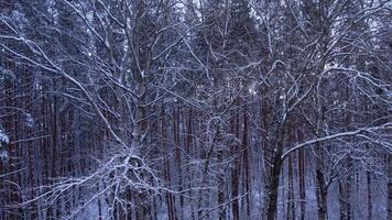 Pine and fir trees forest covered in snow. Aerial landscape from drone view. Christmas is coming. Cold frosty winter season nature background. View from above of snowy country road video