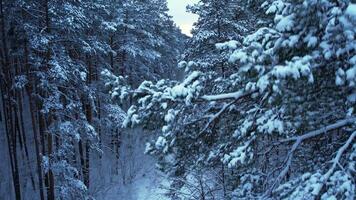 pin et sapin des arbres forêt couvert dans neige. aérien paysage de drone voir. Noël est à venir. du froid glacial hiver saison la nature Contexte. vue de au dessus de neigeux pays route video