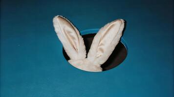 White rabbit ears poking out of a hole in a blue surface. Minimalistic Easter concept on vibrant background photo