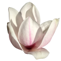 One single flower of a magnolia tree in bloom. The picture is cut out on a transparent background. png
