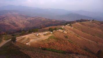 Aerial view of corn fields during harvest in Thailand. Corn in a corn field on the mountain. video