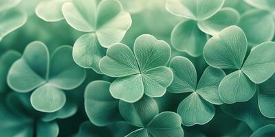 Close up of green clover leaves photo
