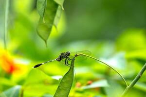 Dragonfly perched on the tip of a leaf, petai tree. Macro photo of dragonfly side view against green color.