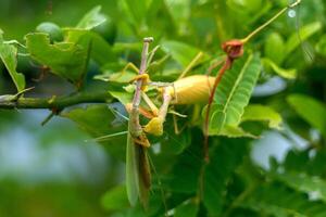 Mantis eat mantis. poor mantis eaten by its best friend. Cannibalism between insect. photo