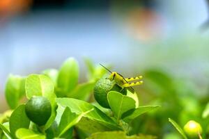 Dragonfly perched on the tip of a leaf, petai tree. Macro photo of dragonfly side view against bright green color