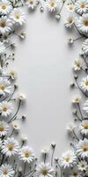 White daisies are arranged in a circle on a white background photo