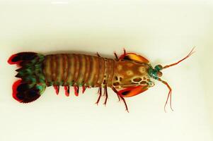 Peacock Mantis Shrimp, Odontodactylus scyllarus photo