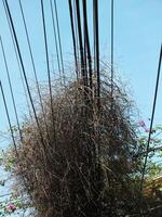 The chaotic electrical wires, covered in vines, made it look even more messy. Blue sky background photo
