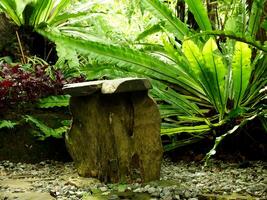 Stone bench in a lush green garden. The bench is surrounded by a variety of plants, including a large fern and a small bush. The garden is a peaceful and serene place, perfect for relaxation photo