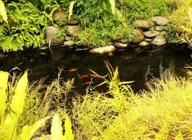 Pond with a rock wall and plants. The water is clear and the plants are green. There are fish swimming in the water photo