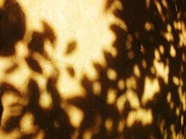 Abstract background of a shadow of a tree is cast on a wall. The shadow is very dark and the wall is tan photo