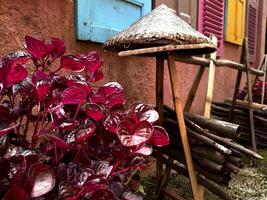 Colorful building with pink flowers plants. The building have multi color wooden window. There are traditional bamboo hats and piles of dry wood. photo