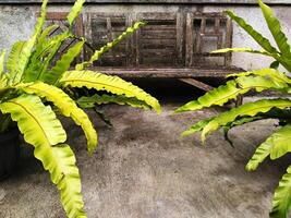 a large bird's nest fern tree in a pot and an old, worn wooden bench. the scene is so nostalgic and calm photo