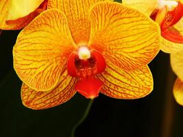 Yellow Phalaenopsis orchid blooming. The flower has a unique and eye catching appearance, with its bright colors photo