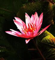 Pink lotus flower with a red center is in the foreground of a green leafy background. The flower is the main focus of the image, and it is the most vibrant and beautiful part of the scene photo