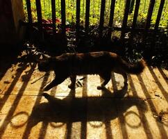 Cat is walking on a sidewalk in the sun. The cat is walking in the shadow of a fence photo