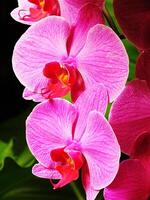 Bunch of pink phalaenopsis orchid blooming. The flowers are large and vibrant. photo