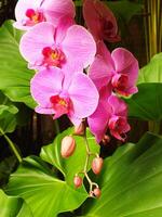 Bunch of pink phalaenopsis orchid blooming and hanging in front of a green leafy plant. The flowers are large and vibrant, creating a sense of beauty and freshness photo