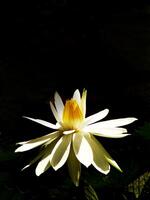 White lotus flower with yellow petals is in the foreground of a black background. The flower is the main focus of the image, and it is the most prominent element photo