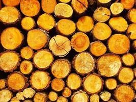 Pile of logs with a lot of different sizes. The logs are stacked on top of each other and are all different sizes photo