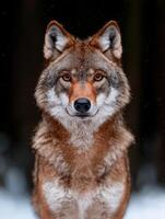 Majestic red wolf staring intensely at the camera in a snowy forest photo
